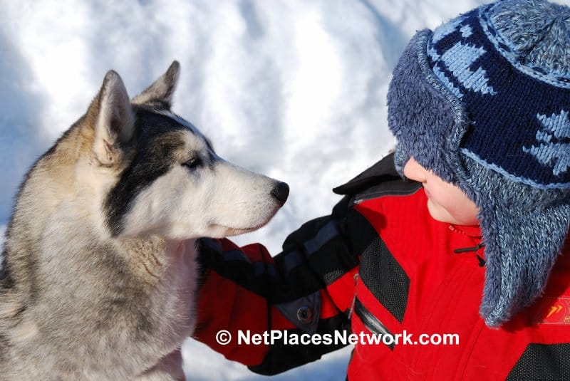 Dog Language: Understanding How Dogs Talk