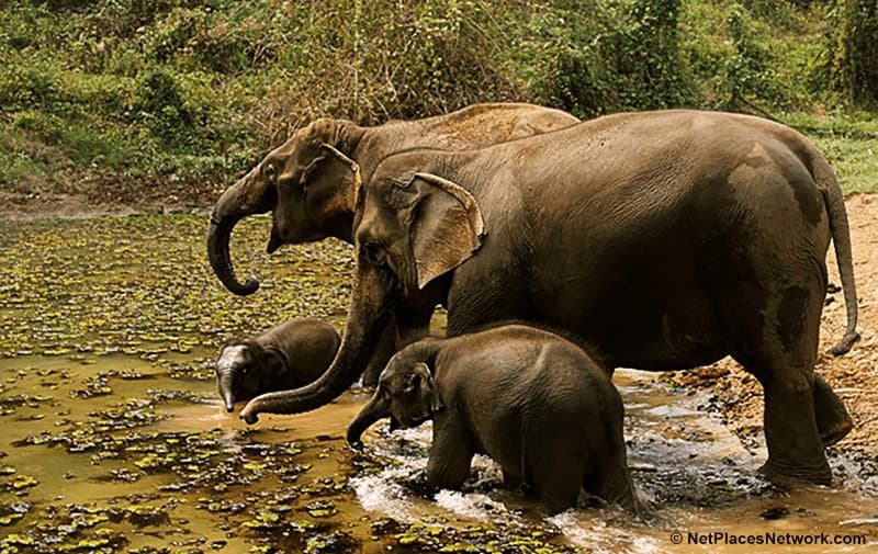 group of elephants