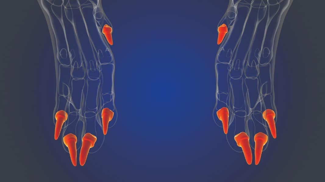 Figure 2. Distal Phalanx Bones (Toenails)