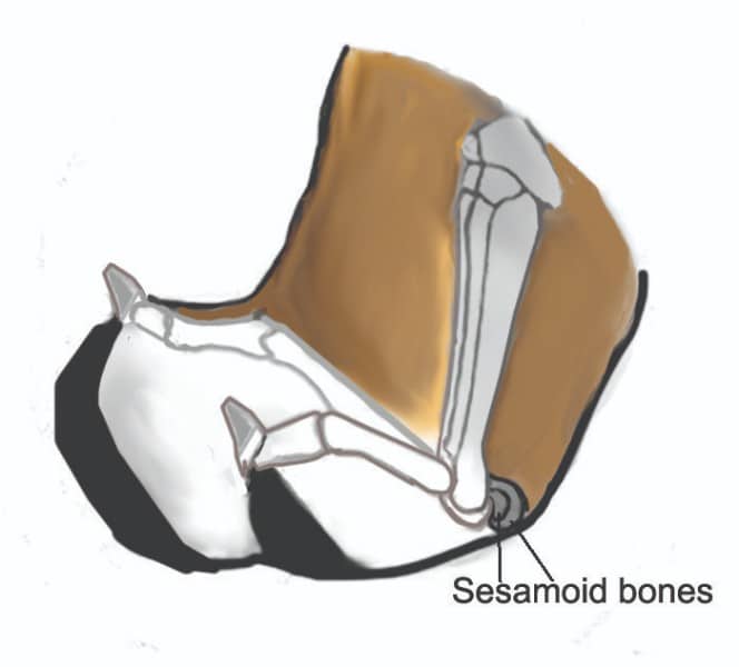 Figure 9. Toes Rolling off of the Pads