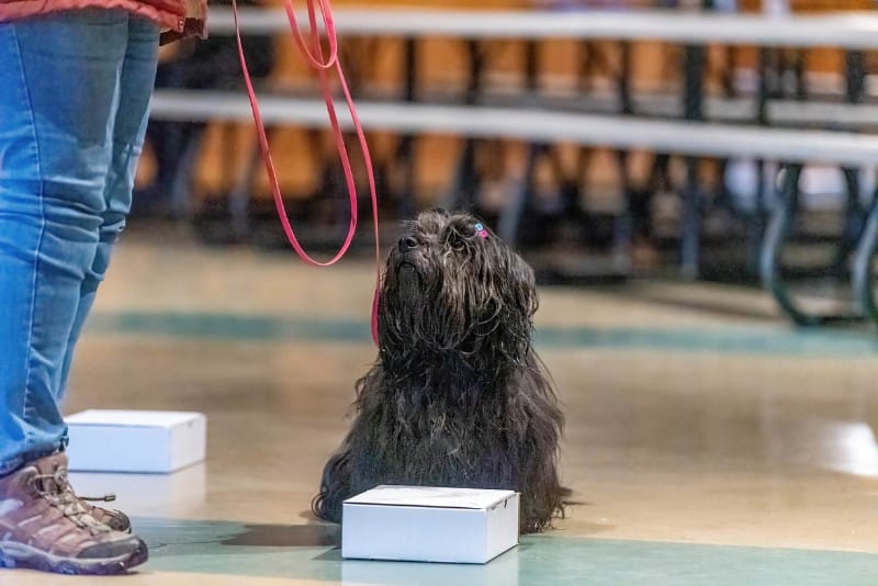 Kathleen Brodie's Skye Terrier Scent Work