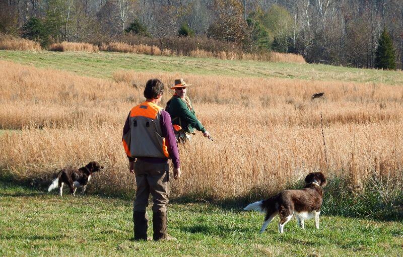 Small Munsterlanders with handlers flushing