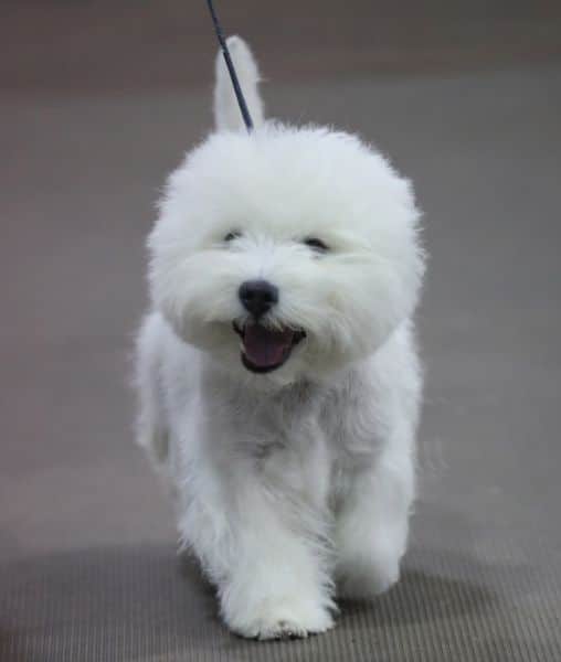West Highland White Terrier front photo
