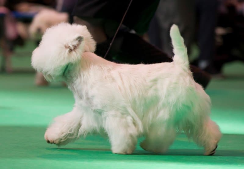 West Highland White Terrier gaiting side photo