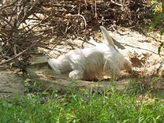 West Highland White Terrier – Purpose of a Breed Standard