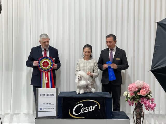 Walter Sommerfelt at the 2023 Korean Kennel Club Classic Dog Show