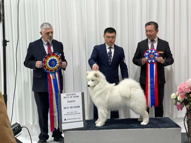 Walter Sommerfelt at the 2023 Korean Kennel Club Classic Dog Show
