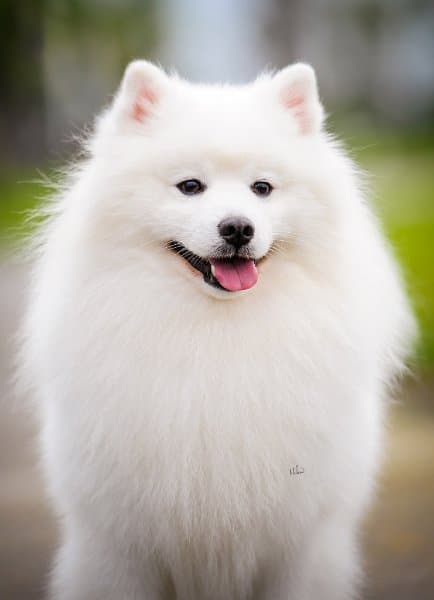 Front side photo of an American Eskimo Dog