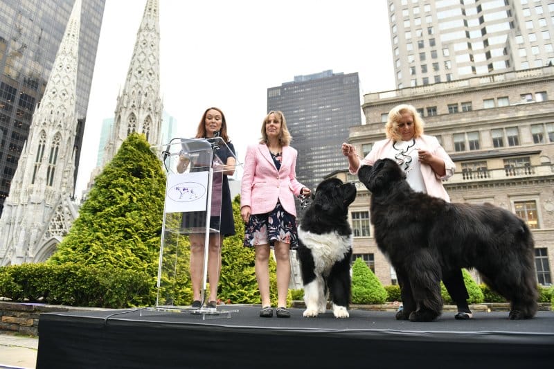 Baloo and Pearl (Newfoundlands)_C. Barritt_Getty Images for WKC