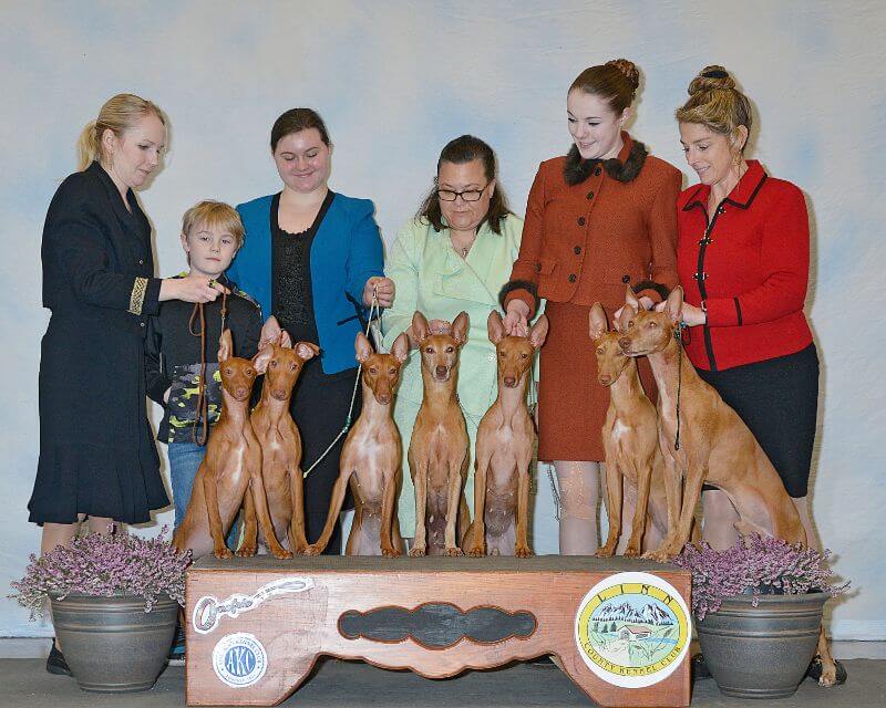 Cheryl McDermott Kr’Msun Cirnechi dell’Etna & Pharaoh Hounds