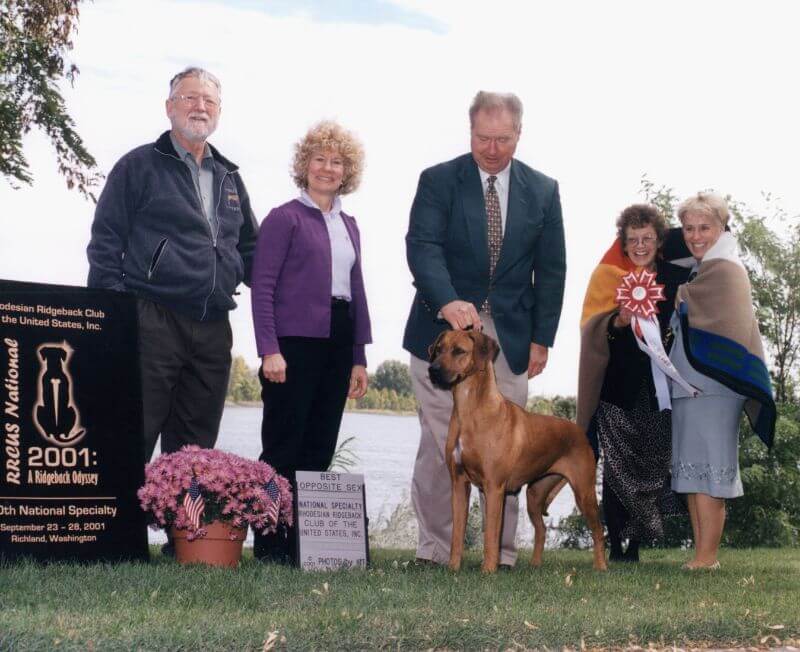 Clayton Heathcock showing a Camelot Rhodesian Ridgeback at a dog show