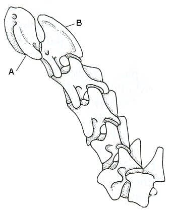 Figure 10. Seven Cervical Vertebrae