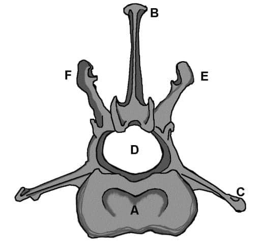 Figure 8. Vertebra Viewed From Behind