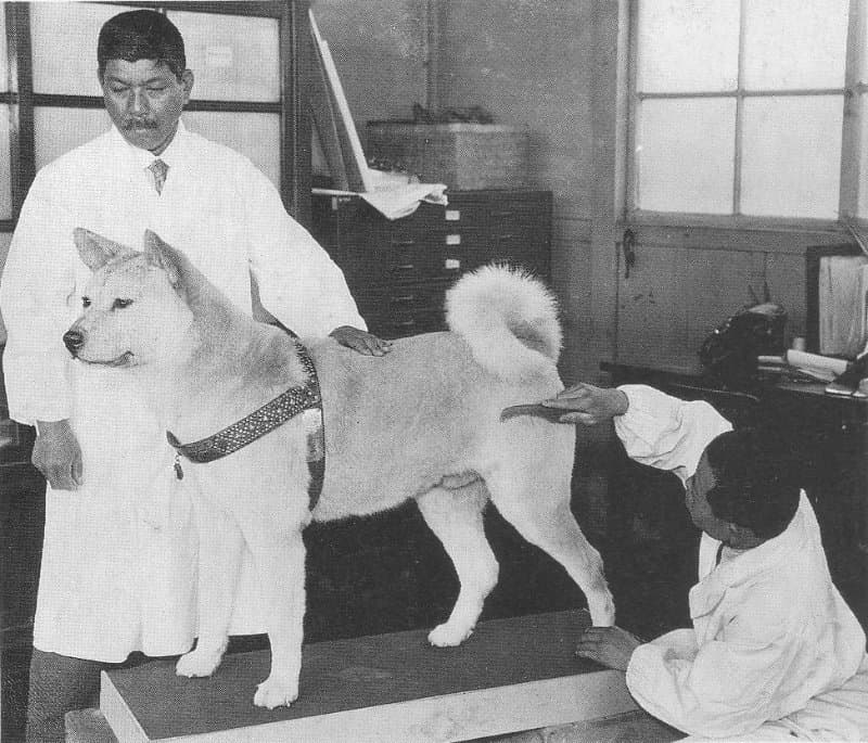 Stuffing of Hachikō