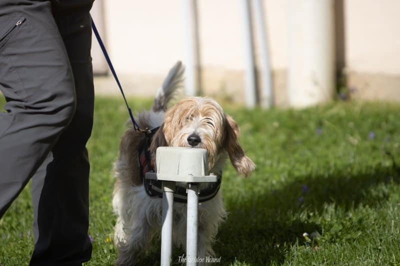 Petit Basset Griffon Vendeen dog using his nose to sniff