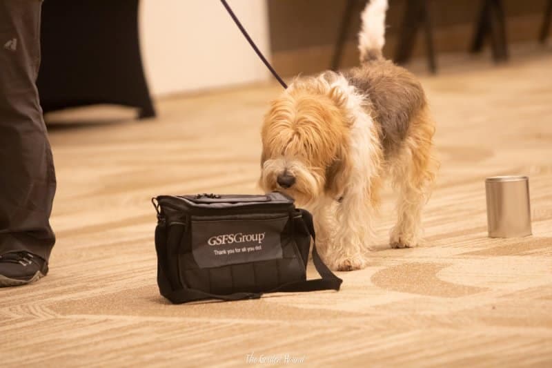 Petit Basset Griffon Vendeen dog using his nose to sniff