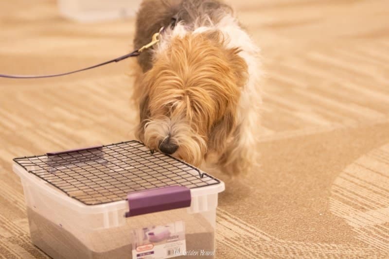 Petit Basset Griffon Vendeen dog using his nose to sniff