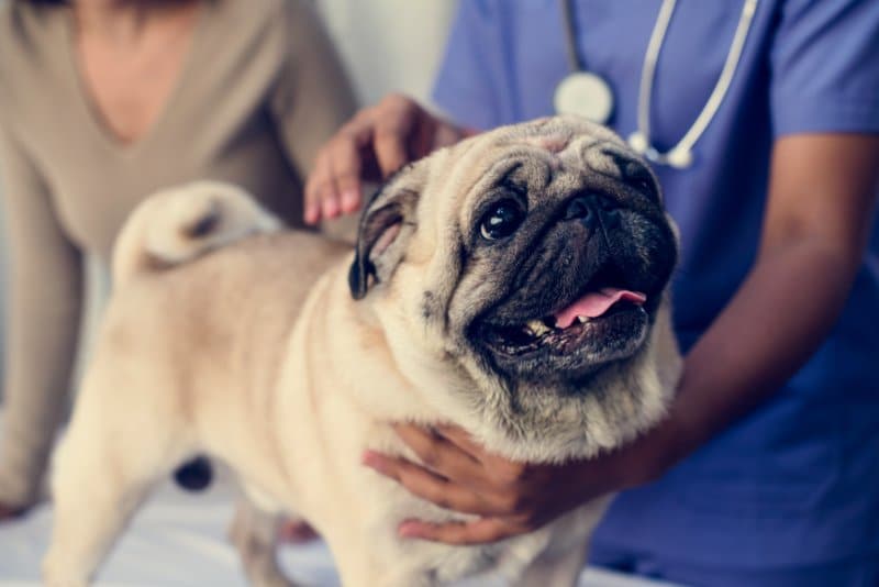pug at a veterinary clinic representing Health Certificates for Out of State Dogs