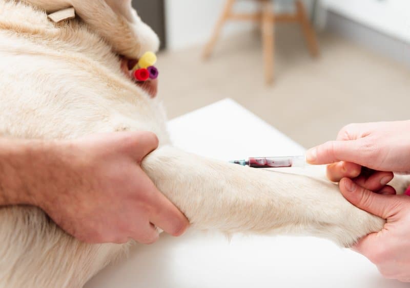 veterinary doctor extracting blood