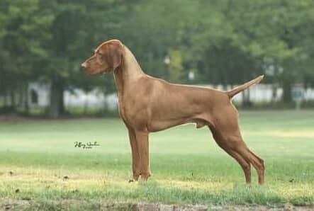medium-sized vizsla