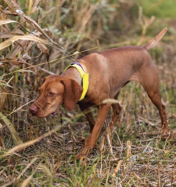 medium-sized vizsla