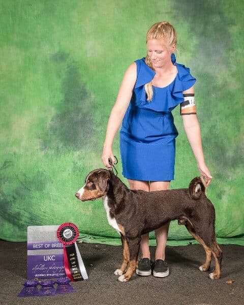 Elizabeth Gray-Parker and Appenzeller Sennenhund named "Bärli von Deroche" wins Best of Breed at UKC competition