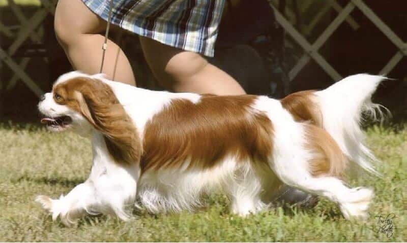 In profile, the balance of the Cavalier King Charles Spaniel should be obvious, making an elegant picture from nose to end of tail in one flowing movement, with proud head carriage and good arch of neck, good reach, and making good use of the hindquarters