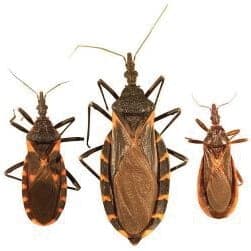 Figure 1 - Kissing Bugs (credit Gabriel Hamer)