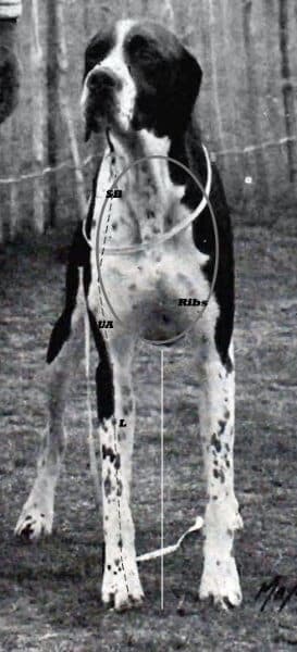 Figure 2A. Pointer Front View with Lines