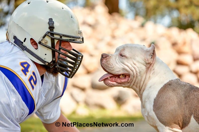 Merits of the Dog