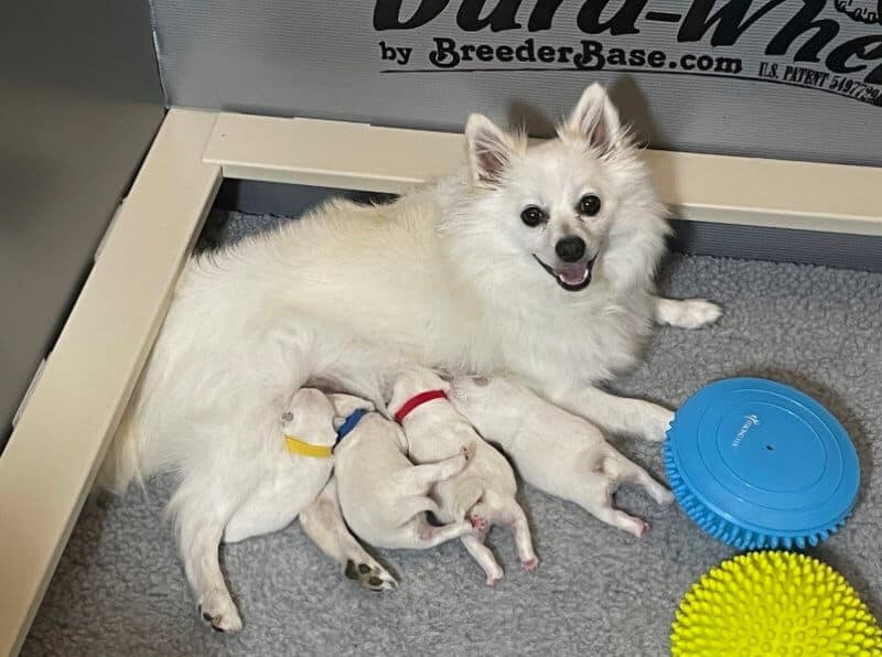 German Mittelspitz "Brooks" with her first litter