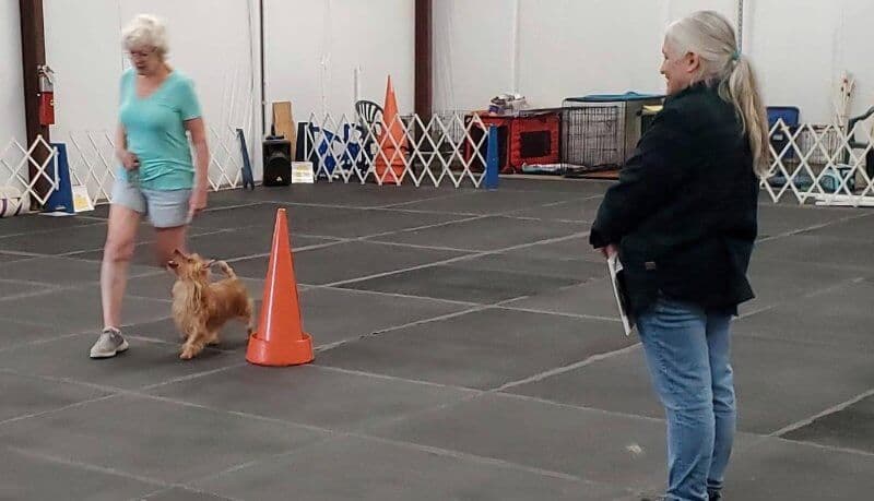 Heather Rife with her Australian Terrier participating in performance dog sports