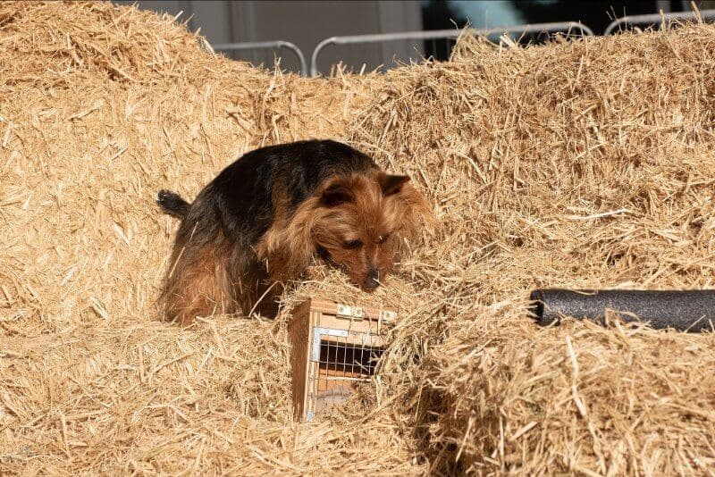 Australian Terrier barn hunt