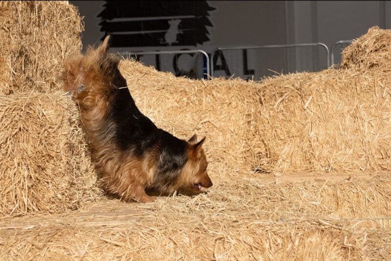 Australian Terrier barn hunt