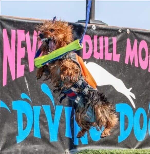 Aussie in dock diving