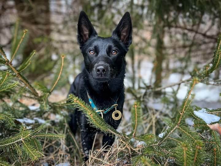 Walkabout Australian Kelpie