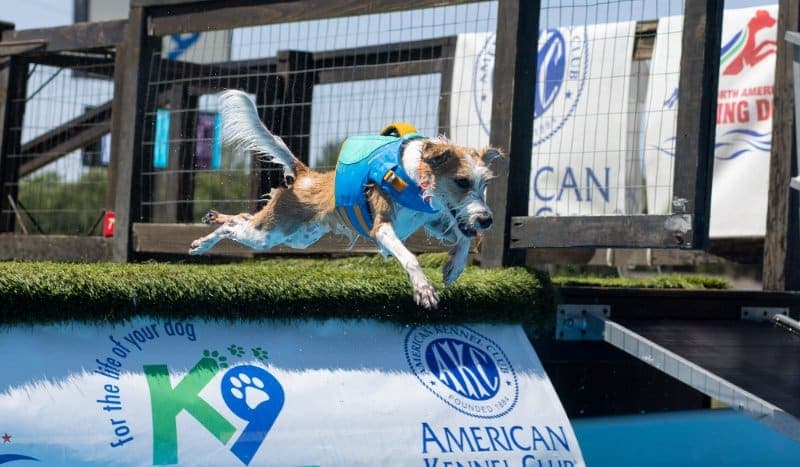 Kromfohrländer dock diving