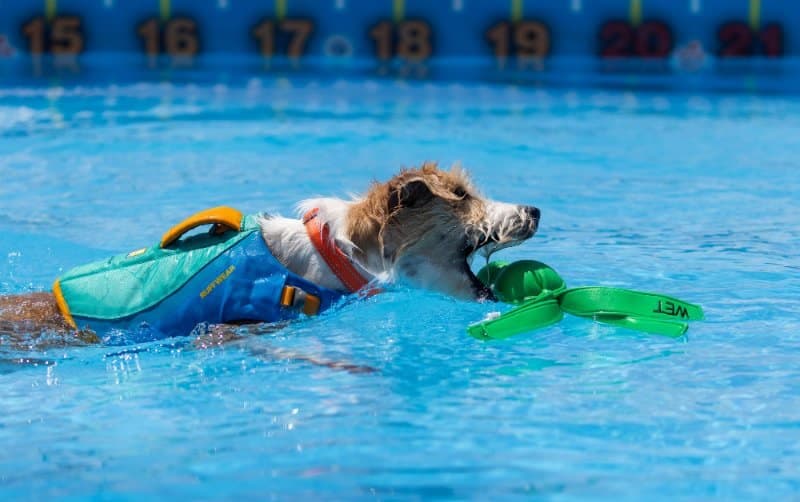 Kromfohrländer in the pool
