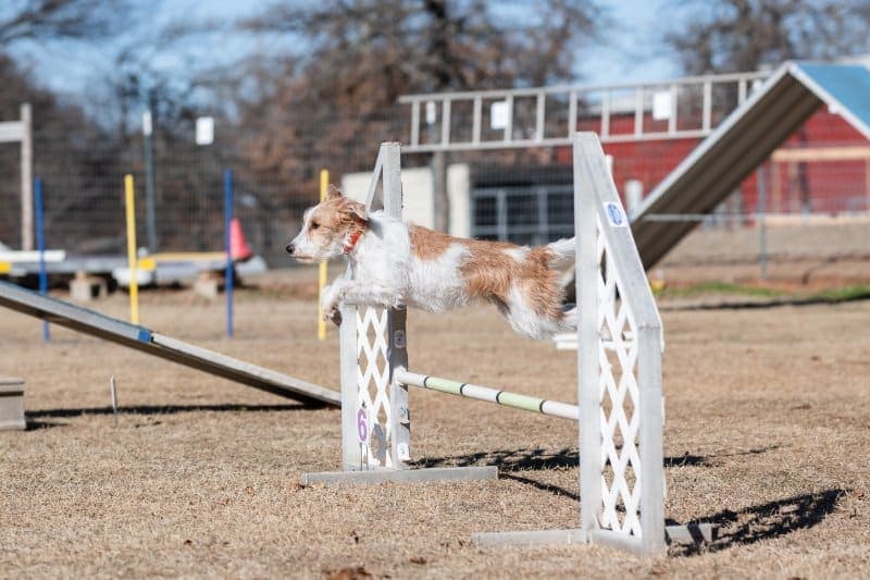 Kromfohrländer in Agility