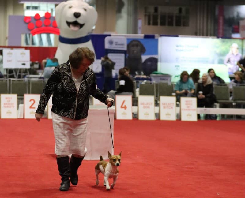 Lesa Barnett leading her Teddy Roosevelt Terrier in a dog show ring