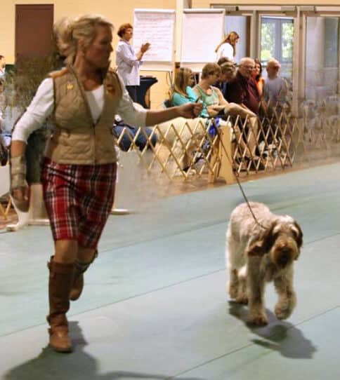 Spinone on a loose lead with head down and out, topline as it should be.