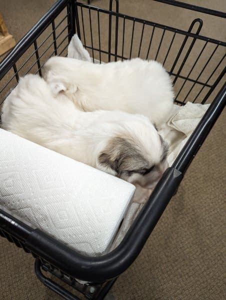 Two puppies sleeping