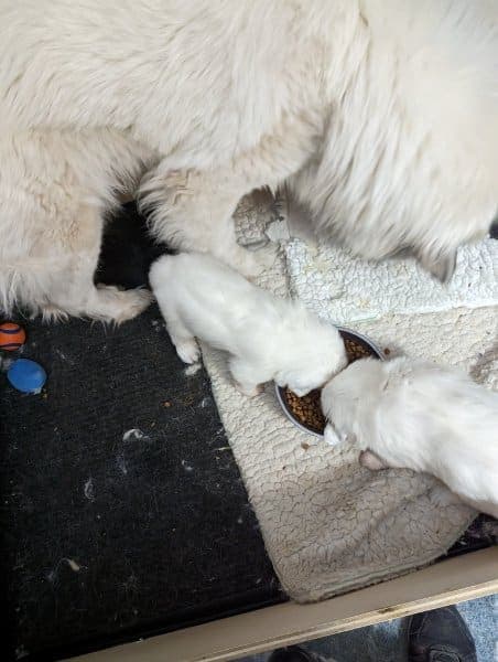 Dogs eating
