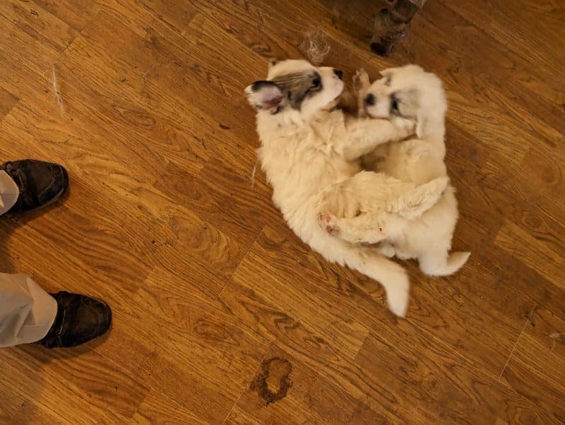 Two puppies playing with each other