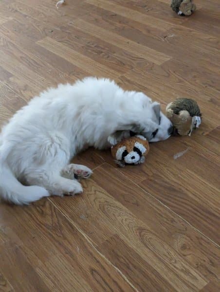 A puppy pkaying with a chewing toy