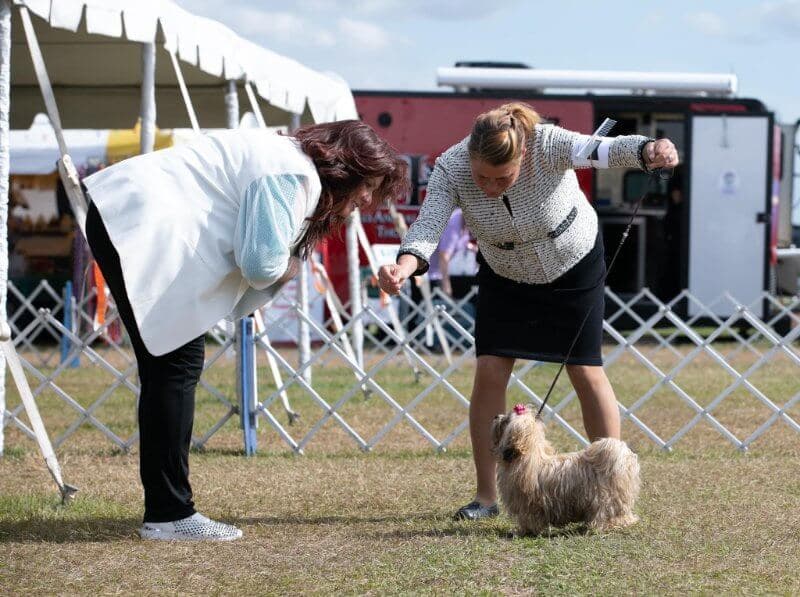Russkaya Tsvetnaya Bolonka at an open dog show