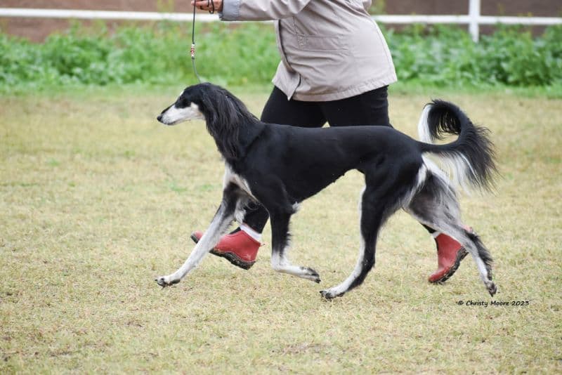 Saluki gaiting with its handler