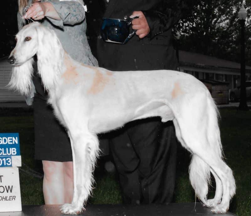 Saluki on the dog show podium