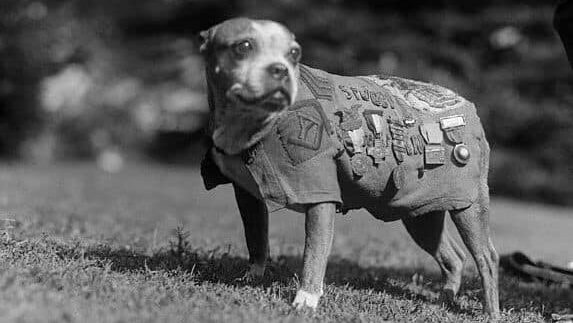 Sergeant Stubby c. 1920