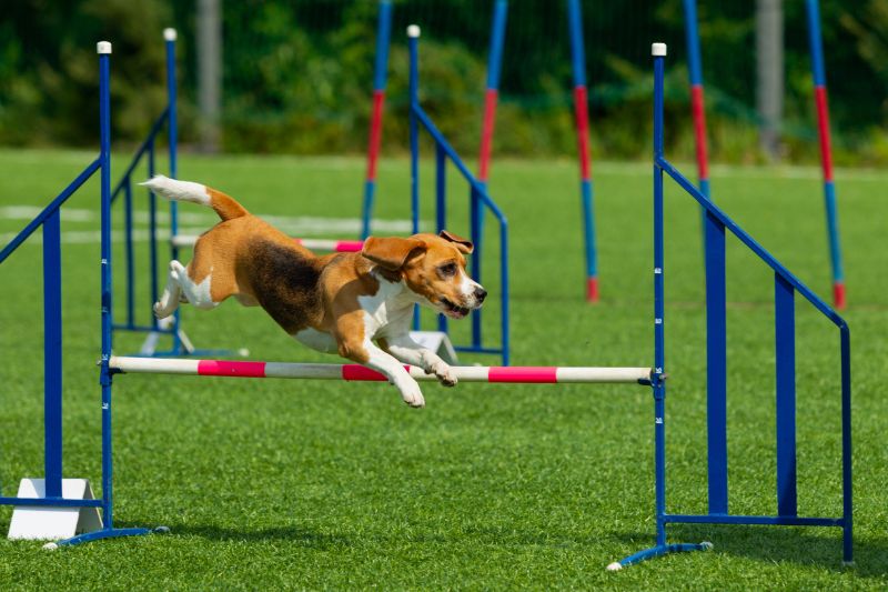 The dog performs at agility competition. Beagle dog jumping over obstacles.